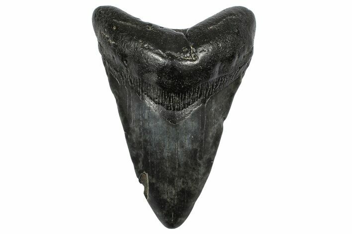 Fossil Megalodon Tooth - South Carolina #372385